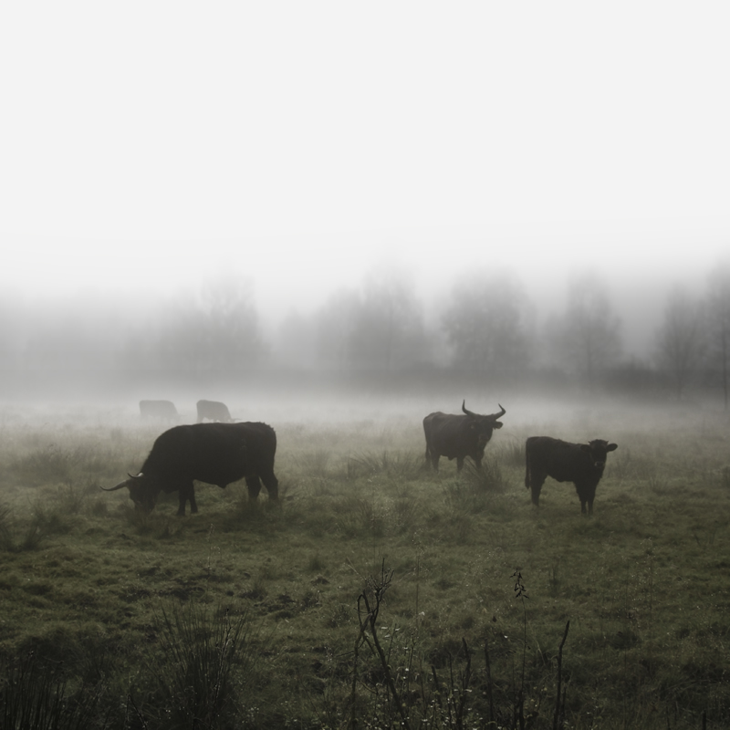 Jürgen Heckel Photography - Herde - Cattle