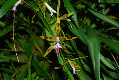 Oncidium auriculatum - Eared Oncidium care