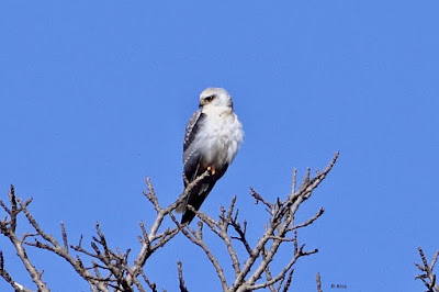 Black-winged Kite