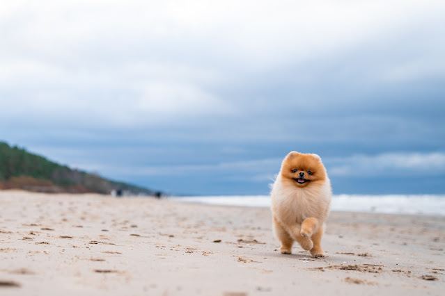 Micro Teacup Pomeranian Puppies For Sale In New Jersey