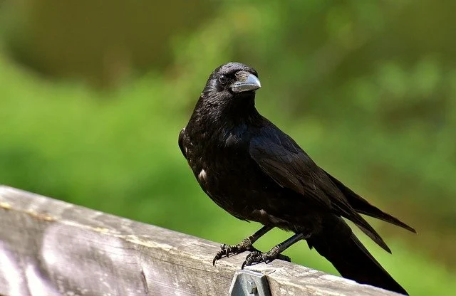 85 Interesting Facts About Crows