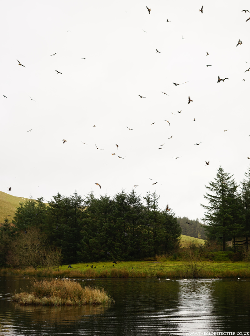 Kite feeding at Bwlch Nant yr Arian Forest Visitor Centre