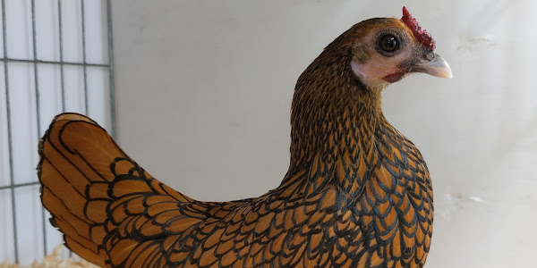 Sebright Bantam Chicken (Gallus gallus domesticus)