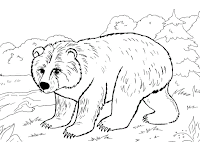 Bear coloring page