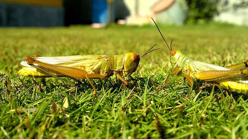 Summary and Exercise of On the Grasshopper and Cricket: [NEB Optional English Grade - 11]
