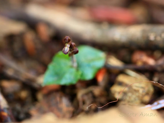 Neottia japonica