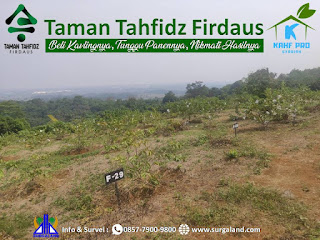 Suasana di Blok F Kebun Jambu Kristal di Taman Tahfidz Firdaus