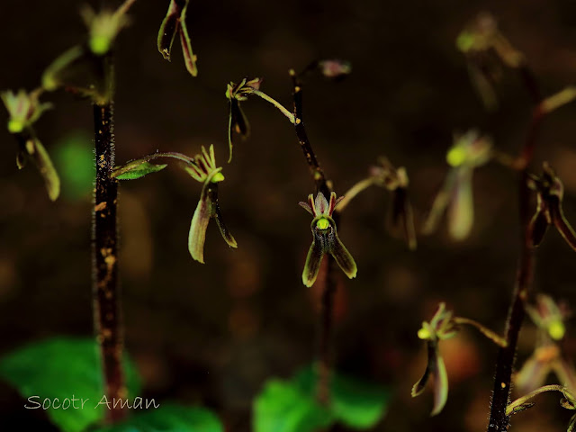 Neottia japonica