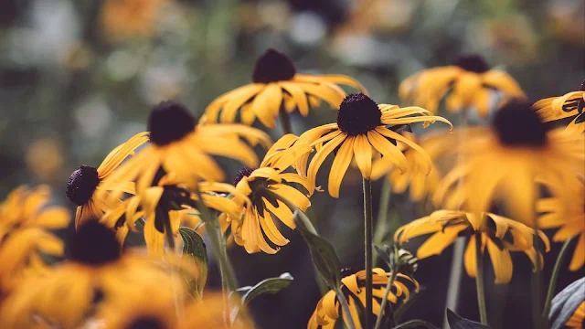 Wallpaper Yellow Flowers, Spring, Macro