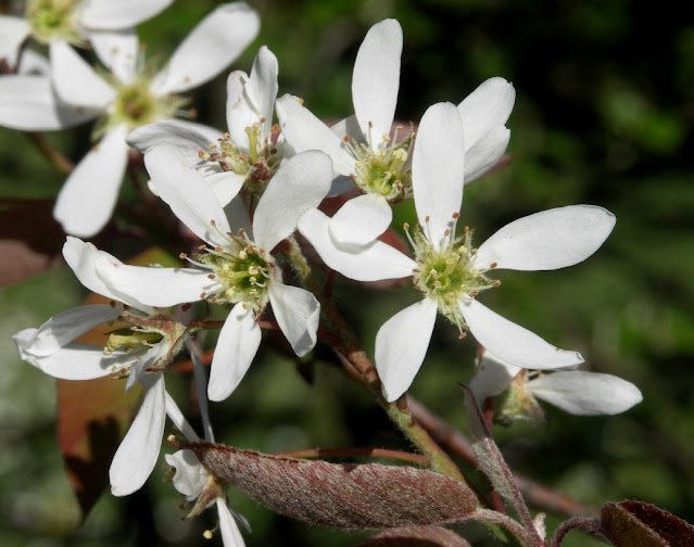 Ирга Ламарка (Amelanchier x lamarckii)