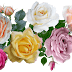 Rose Day – Make it Special with Assorted Colored Roses  