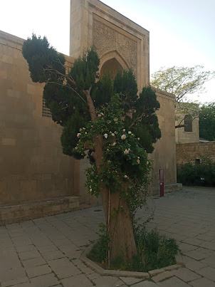 Beautiful tree along with a Rose plant grafting inside Palace of Shirvanshahs complex.