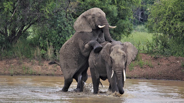 حقائق مثيرة عن تزاوج الفيل