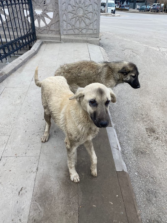 Konya’da Çarşamba çayına düşen iki köpeği itfaiye kurtardı