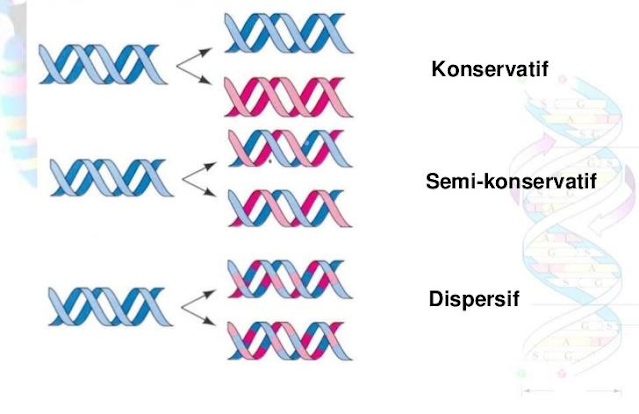 Gambar. Replikasi DNA Sumber: Campbel et al, 2004