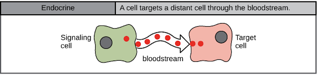 Endocrine signaling