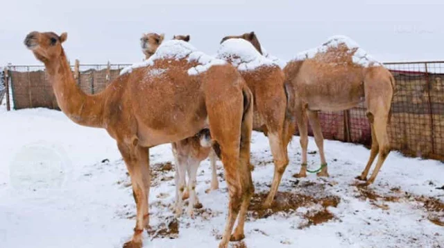 Severe cold wave hits some parts of Saudi Arabia,  Temperatures to drop to zero in Riyadh - Saudi-Expatriates.com