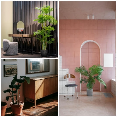 Tall Plants Low Light: Your Guide to Elevating Shadows with Greenery, large Low light indoor plants