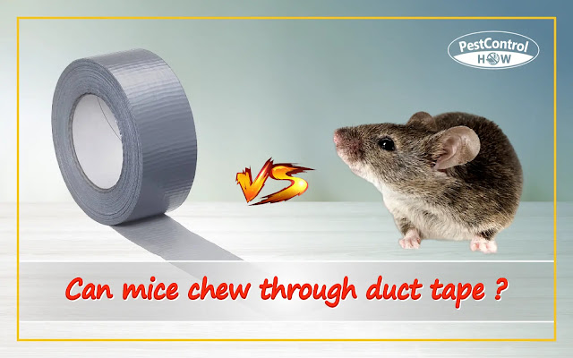 can-mice-chew-through-duct-tape
