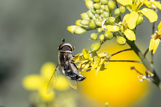 mosca-cernidora-scaeva-pyrastri-hembra