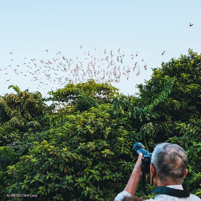 Bird watching in Mekong delta