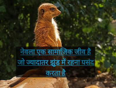 facts About Mongoose In Hindi