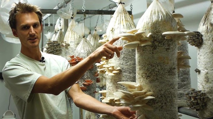 Online course on mushroom cultivation in India | Mushroom farming | Biobritte mushrooms 