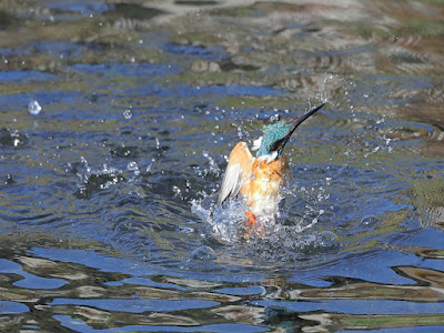 カワセミの水面からの飛び出し