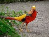 The Golden Pheasant: A Colorful Bird