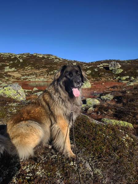 sørbølfjellet leonberger