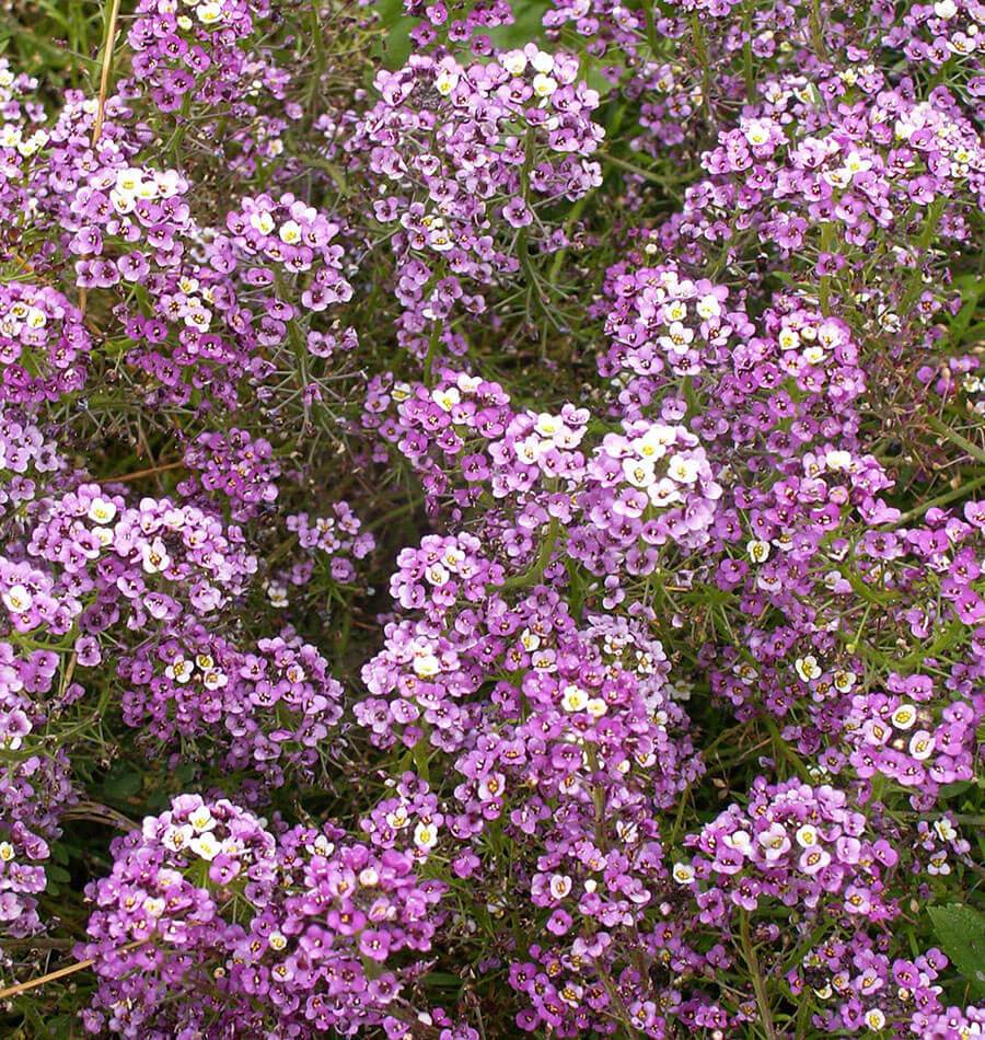 Dwarf Purple Alyssum Seeds \u2013 West Coast Seeds