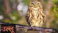Owl bird in hindi