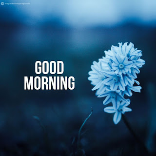 Good Morning Images With Flowers Hd