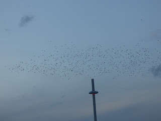 Starling murmuration