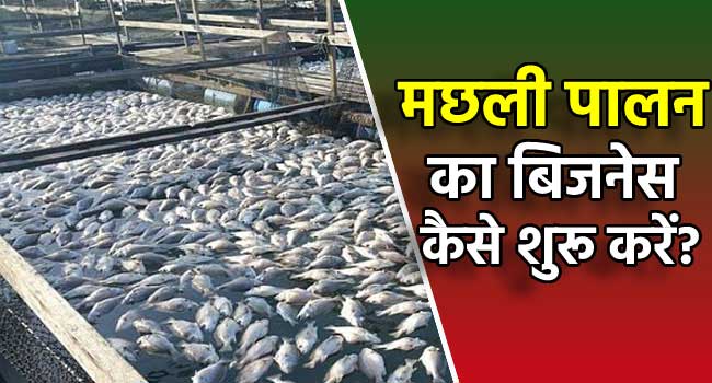 machli palan fish farming business hindi