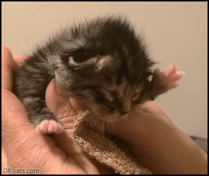 Cute Kitten GIF • Aww... "Kitty air" swimming. Adorable newborn Kitten kneading the air [ok-cats.com]