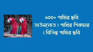 ৯০০+ পাখির ছবি ডাউনলোড  পাখির পিকচার  বিভিন্ন পাখির ছবি