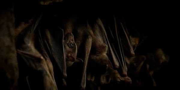 How Do Bats Navigate In The Dark