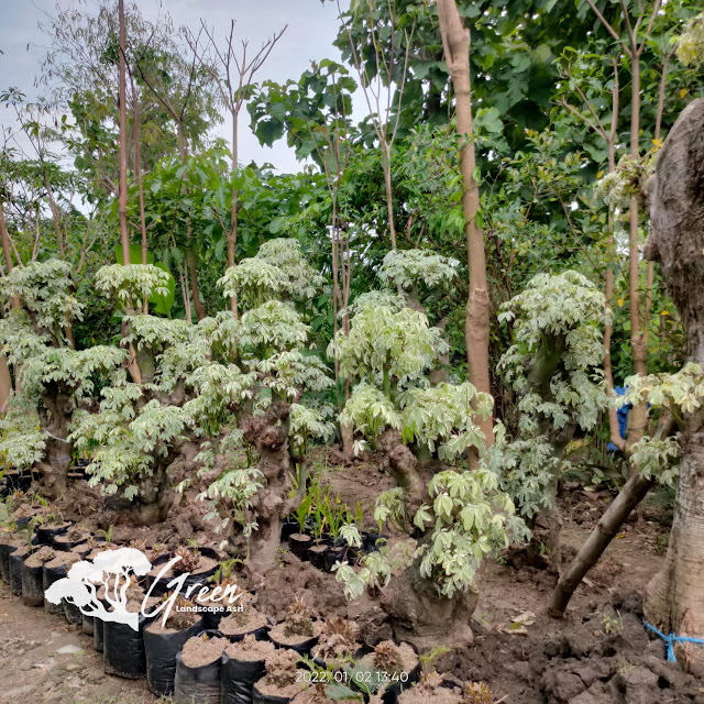 Jual Bonsai Randu Varigata Putih di Lamongan | Harga Bonsai Randu Varigata Murah Langsung Dari Petani