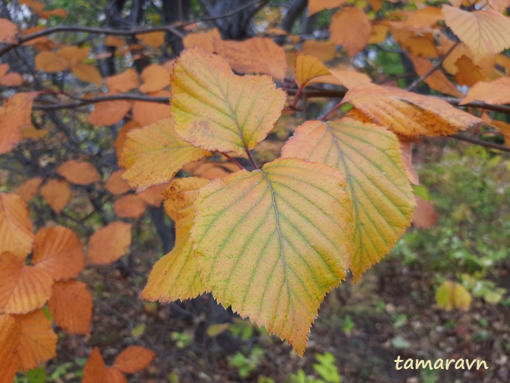 Мелкоплодник ольхолистный / Рябина ольхолистная (Micromeles alnifolia, =Sorbus alnifolia)