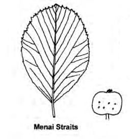 Ария арвоникольская / Рябина арвоникольская (Aria arvonicola, =Sorbus arvonicola)