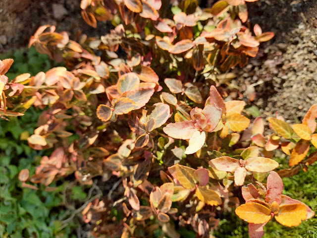 Bonetero rastrero (Euonymus fortunei "Emerald' n 'Gold").