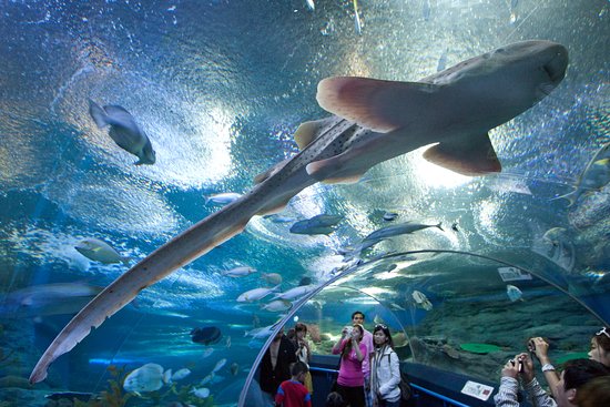 Underwater World Pattaya, a popular tourist destination
