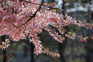 Prunus 'Stellata' (='Pink Star')