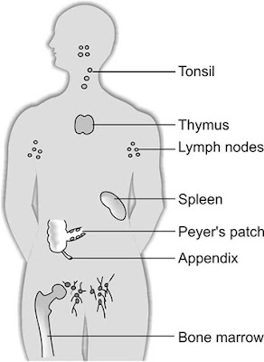 Lymphatic system, form 3 biology notes based on Somaliland Biology syllabus, macalin Axmed Omaar, Ombiology4u