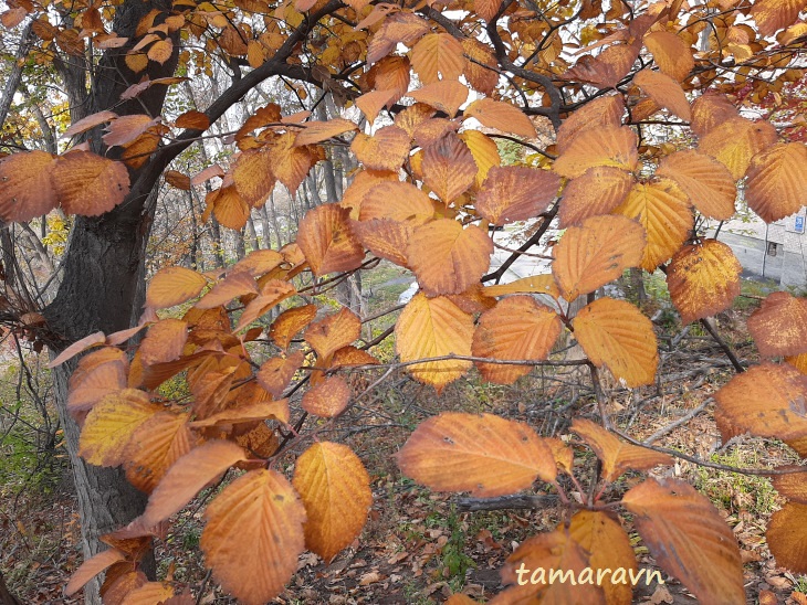 Мелкоплодник ольхолистный / Рябина ольхолистная (Micromeles alnifolia, =Sorbus alnifolia)