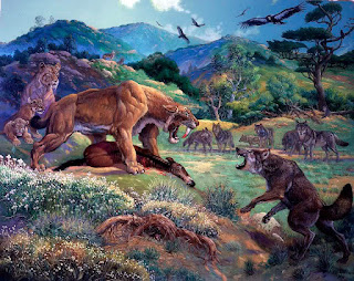 Lobo gigante prehistórico (Canis dirus) vs Smilodon