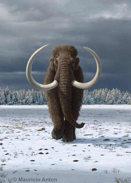 Los humanos aceleraron la extinción del mamut lanudo