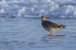 Wildlifefotografie Helgoland Düne Rotschenkel