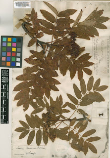 Рябина Буасье (Sorbus boissieri)